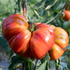 Organic German Pink Tomato (Solanum lycopersicum) 