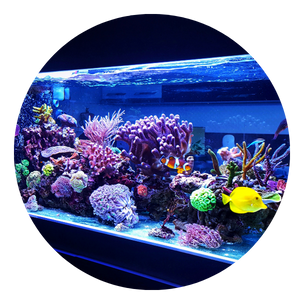Aquariums
