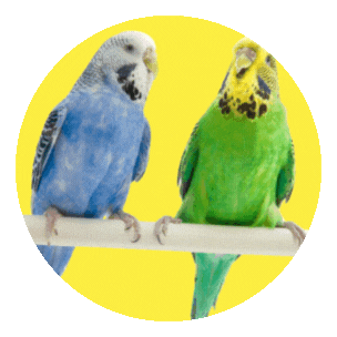 Bird Sale Petworld