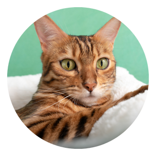 Cat Beds
