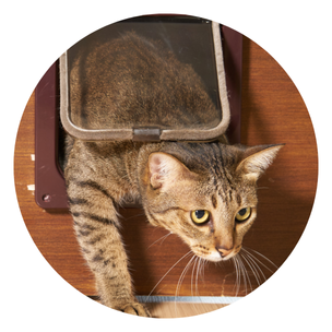 Cat Flaps