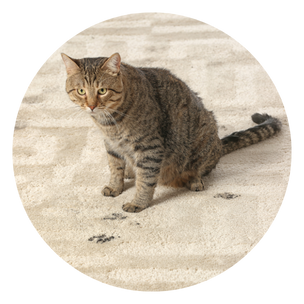 Cat Stain & Odour Remover