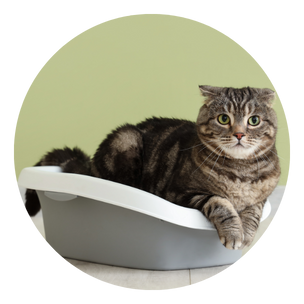 Litter Trays