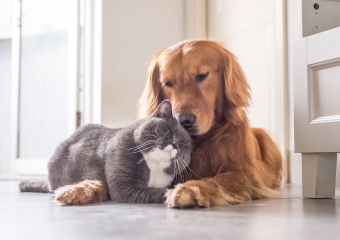 Shop pet products online in Ireland