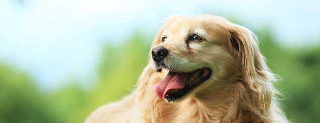 Shop dog products online in Ireland
