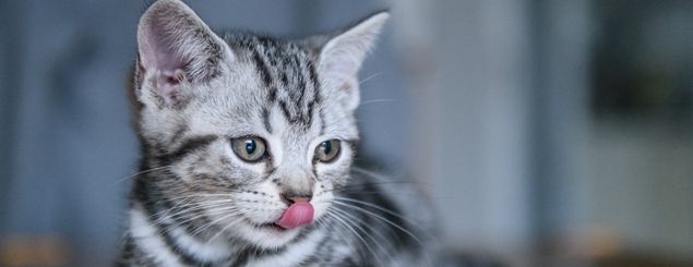 Shop cat products online in Ireland