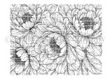 Peony Reverie